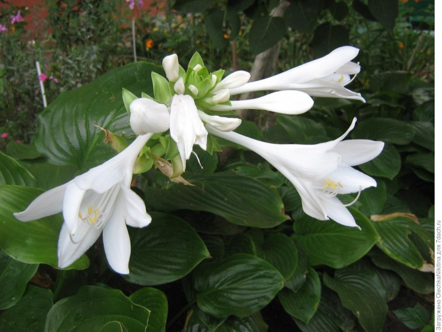 Хоста белоцветковая