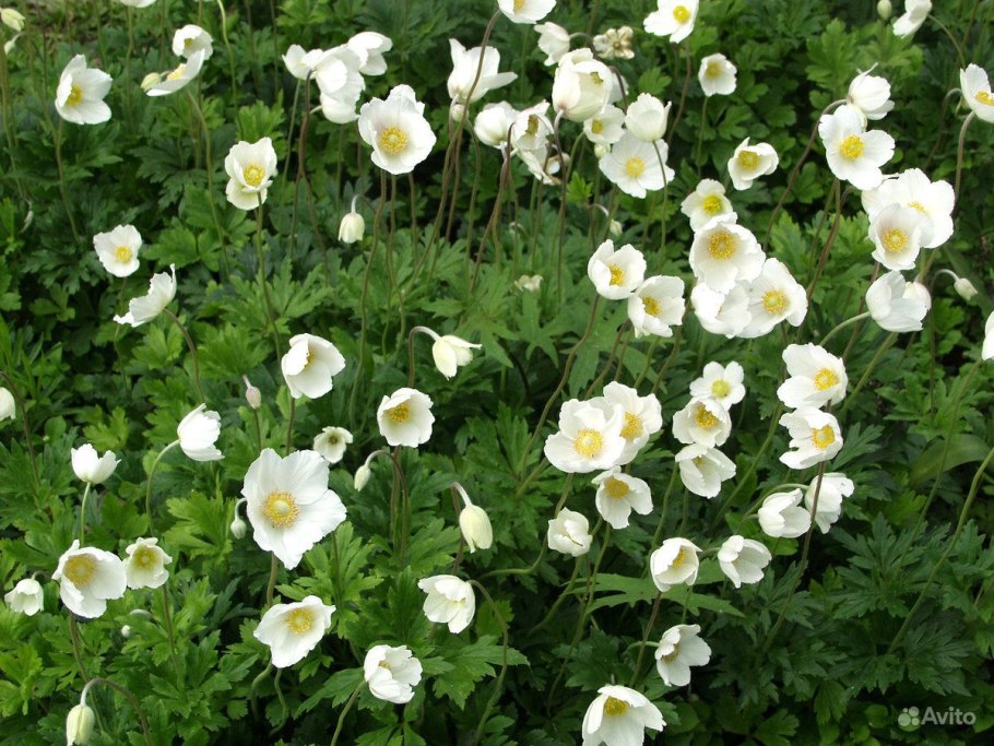 Многолетники ветреница Лесная