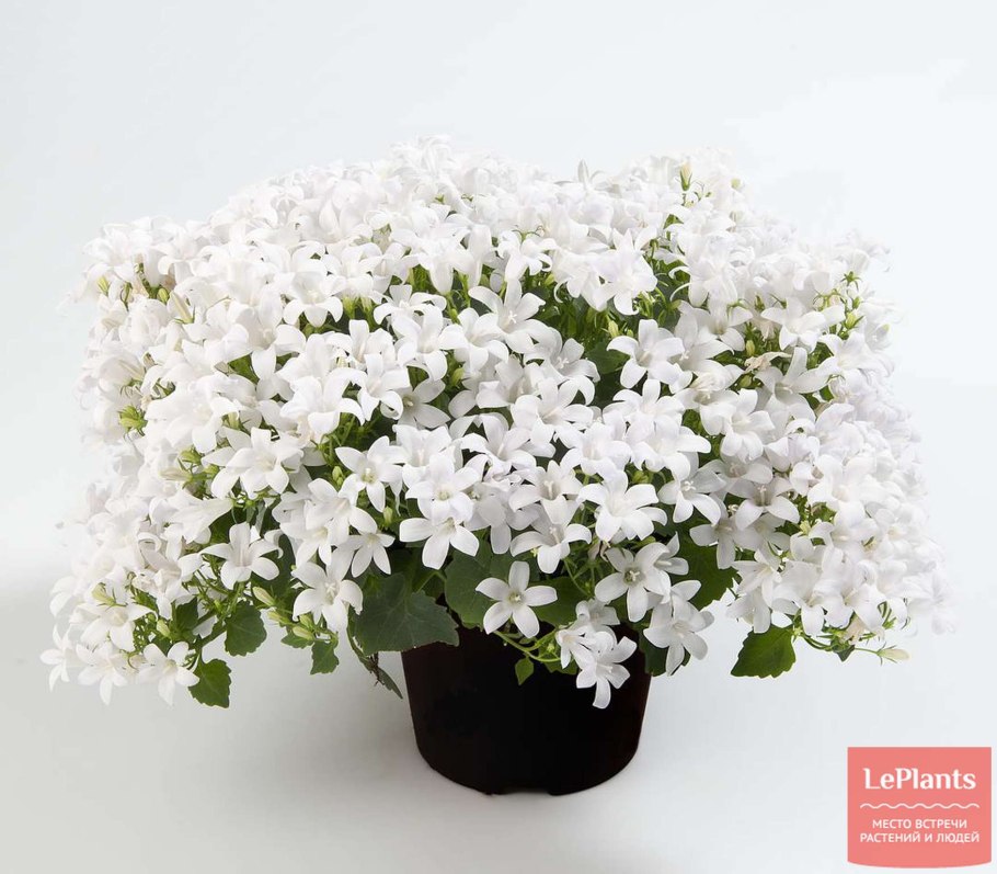 Кампанула Блауранка