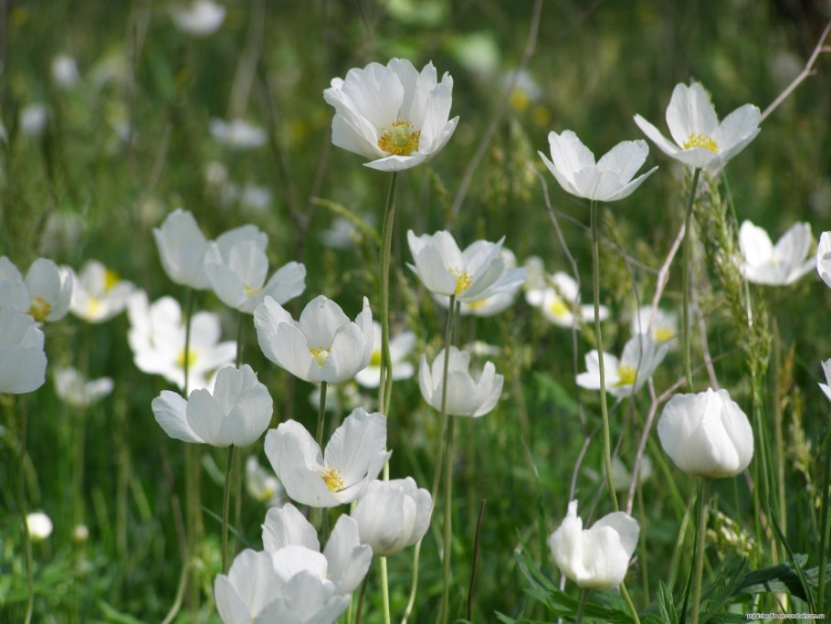 Ветреница Дубравная Брактеата