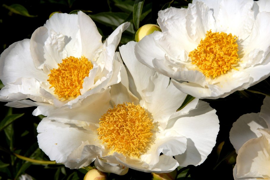 Пион Уайт Вингз