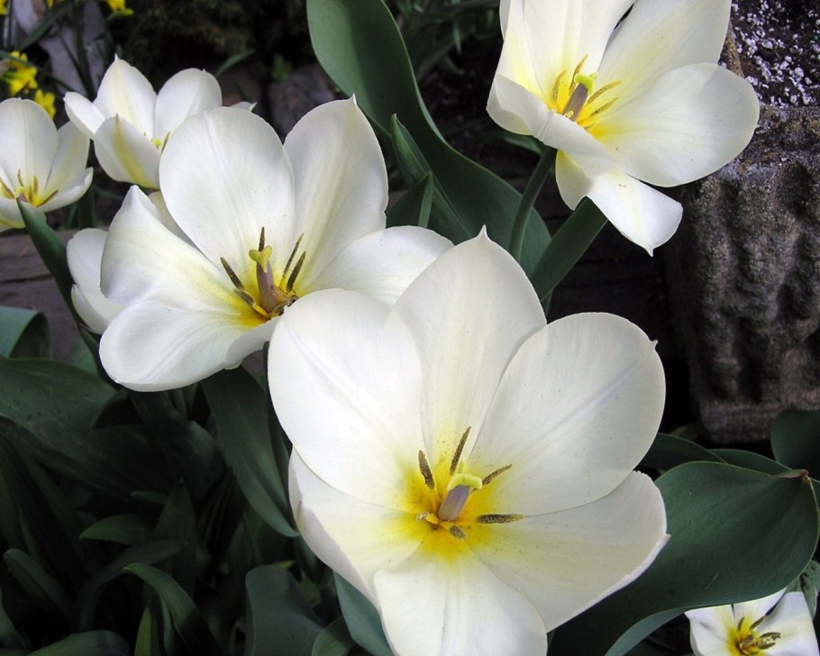 Белые цветы название