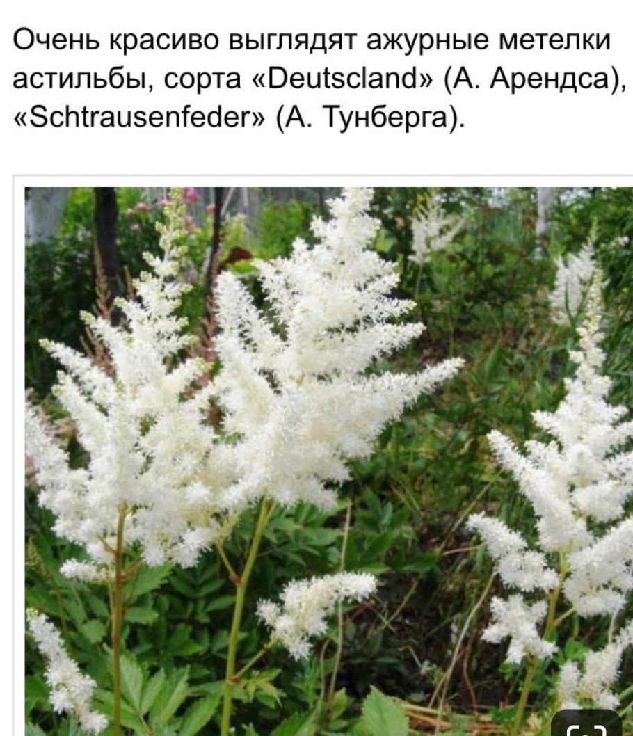 Цветок с белыми метелками