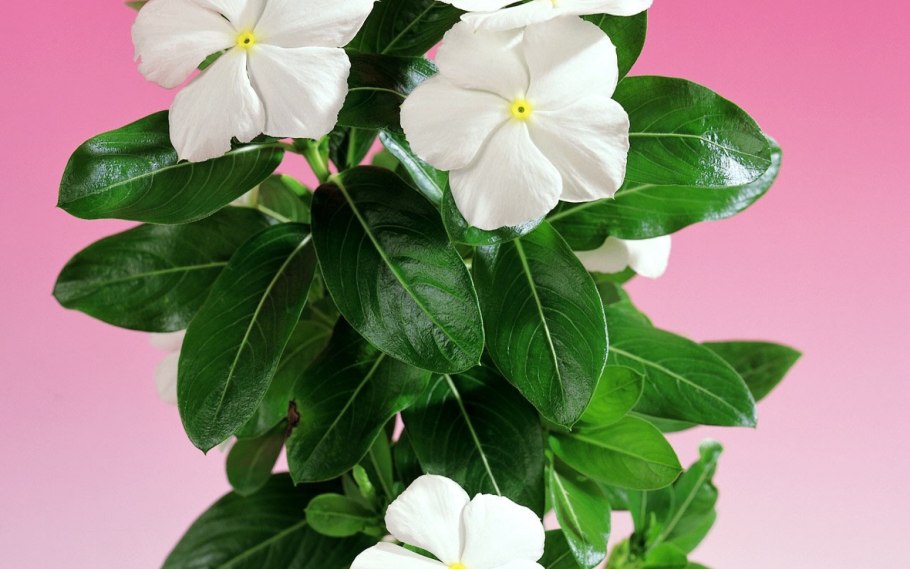 Флоксы катарантус