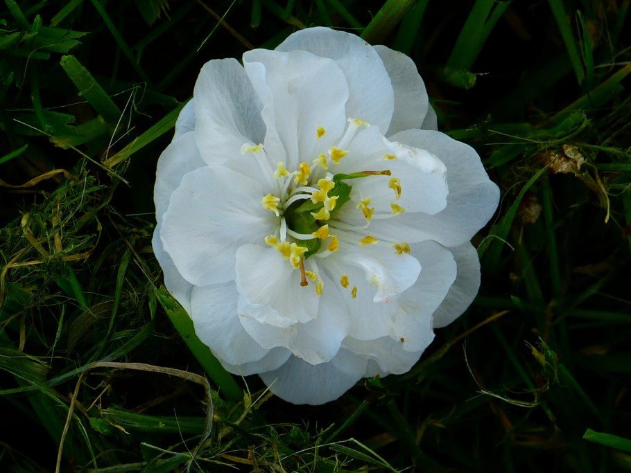 Цветы с белыми лепестками