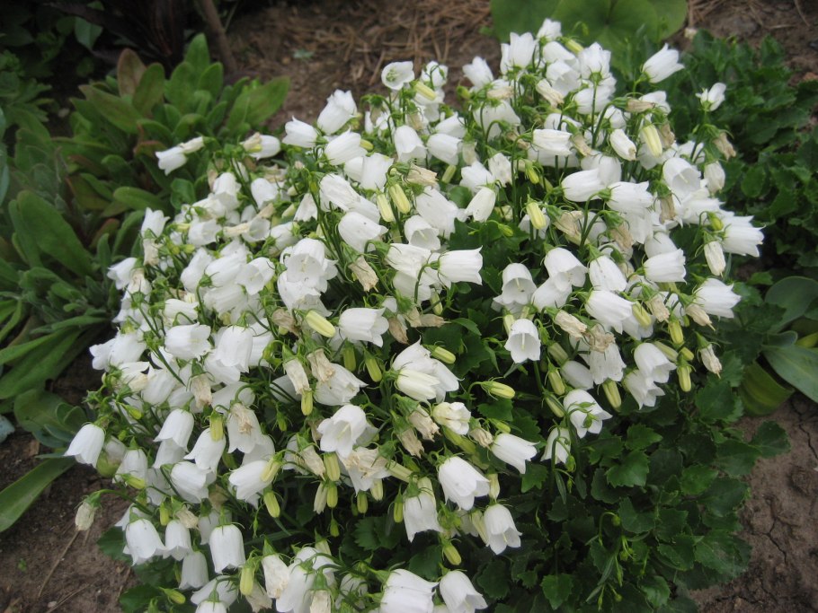 Колокольчик Карпатский Campanula Carpatica Pearl White