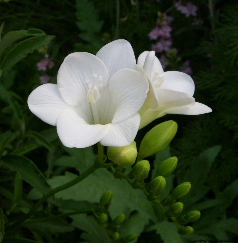 Фрезия белая цветок