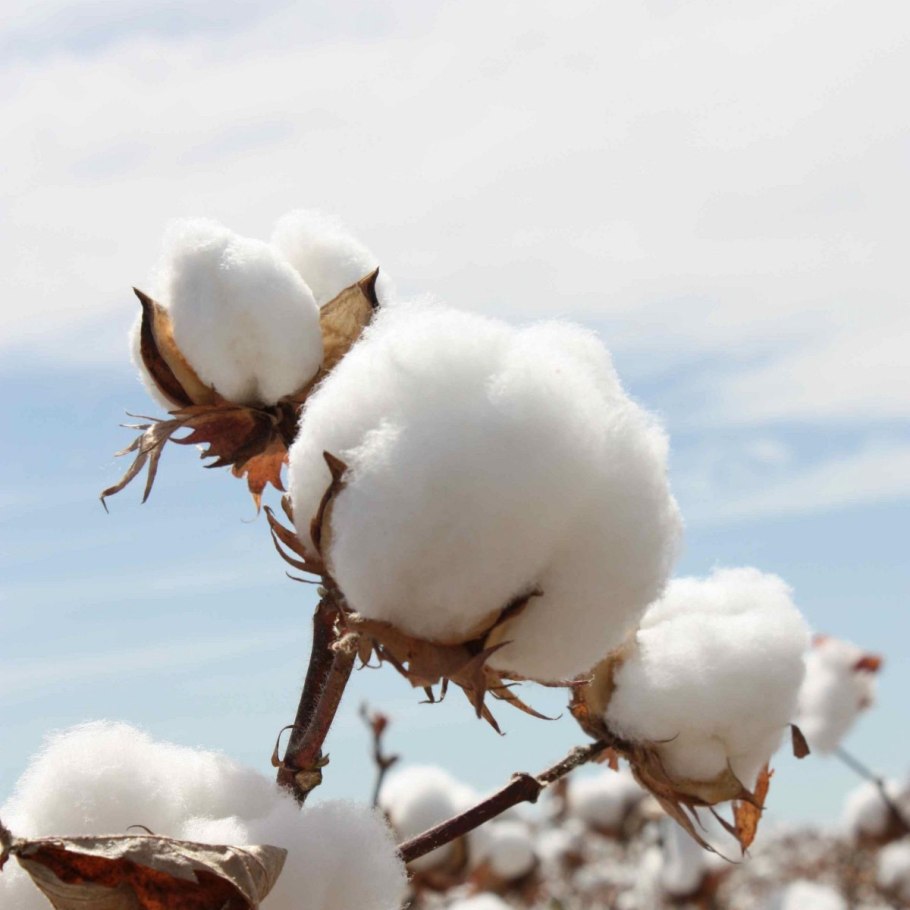 Хлопчатник обыкновенный