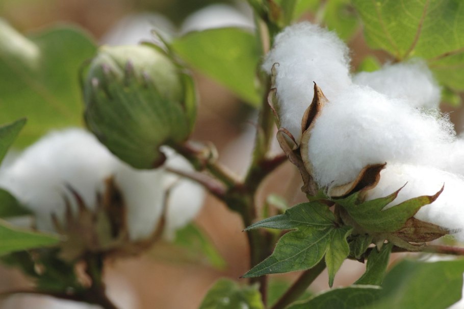 Хлопчатник Барбадосский