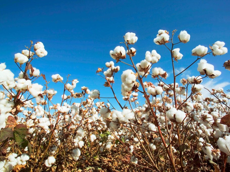 Хлопчатник древовидный