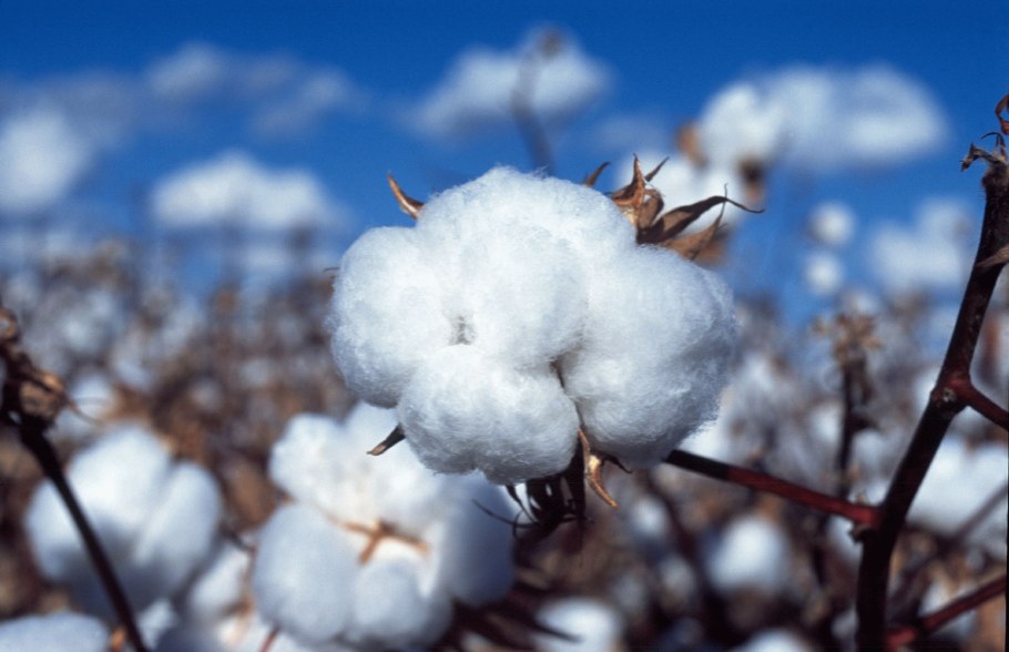 Хлопчатник перуанский