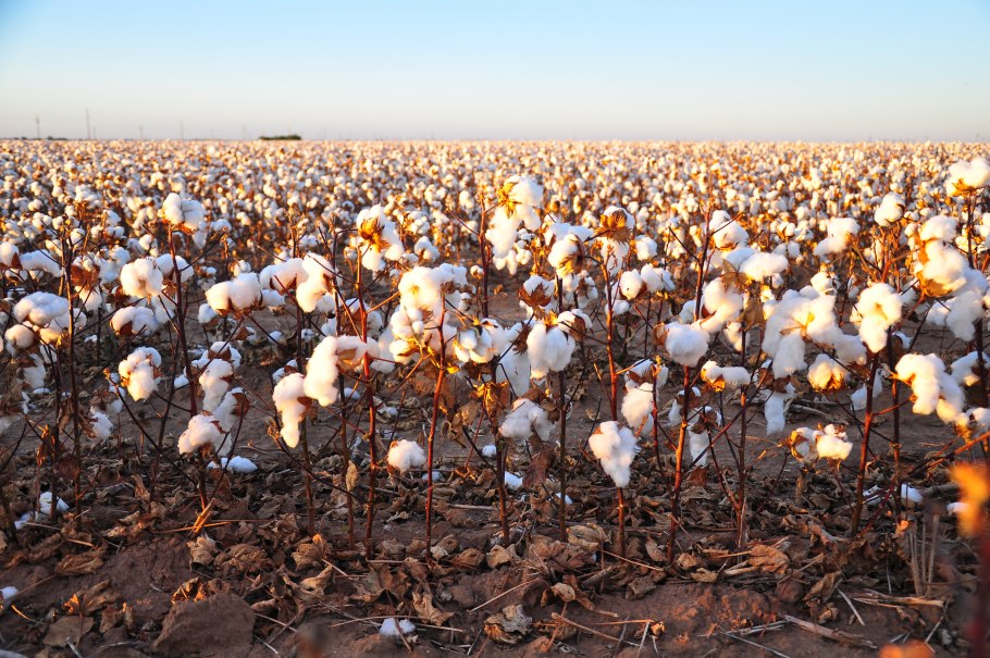 Хлопчатник в Бразилии