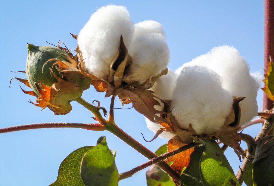 Хлопчатник перуанский