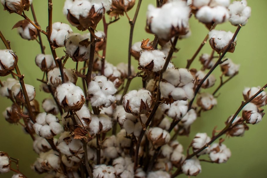 Хлопчатник обыкновенный