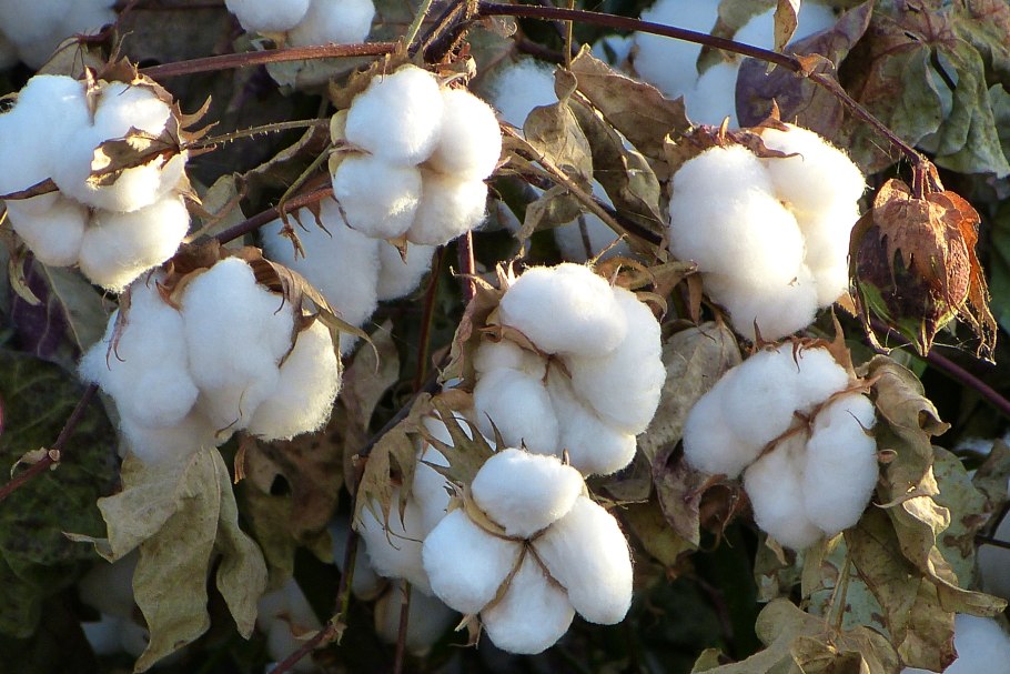 Хлопчатник Греции