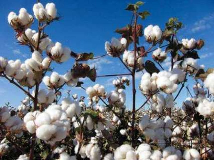 Хлопчатник Индокитайский