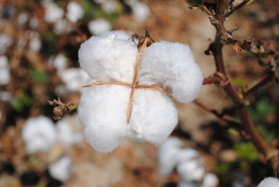 Хлопчатник Индокитайский