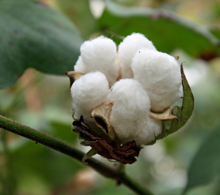 Хлопчатник Индокитайский