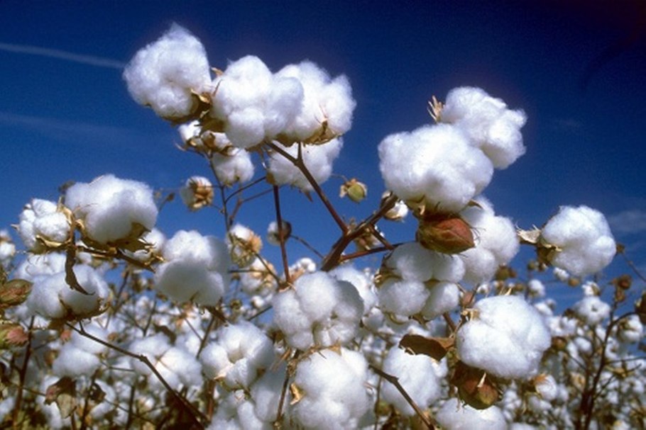 Хлопчатник линии