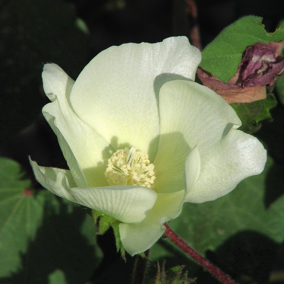 Мальвовые хлопчатник