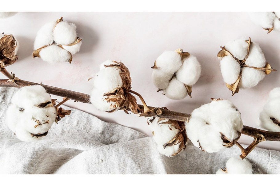 Хлопчатник вертициллиум