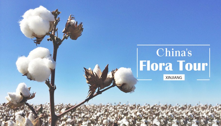 Хлопчатник обыкновенный