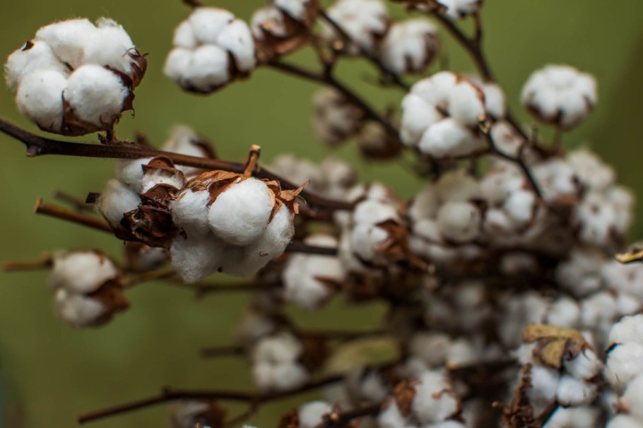 Хлопчатник Эстетика