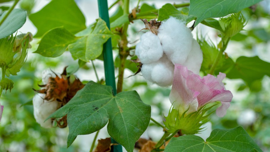 Хлопчатник медонос