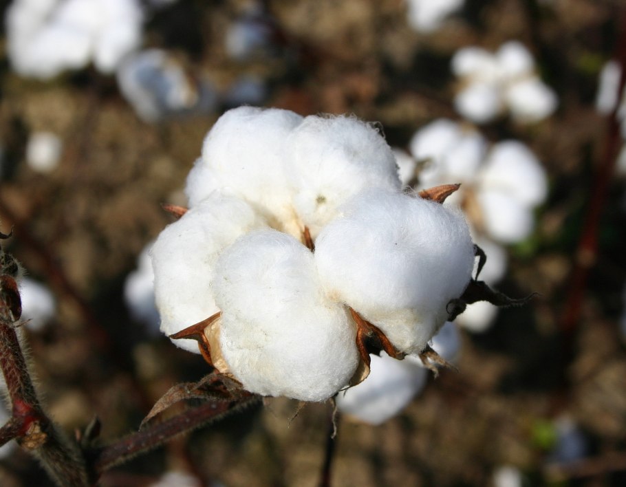 Хлопчатник мохнатый