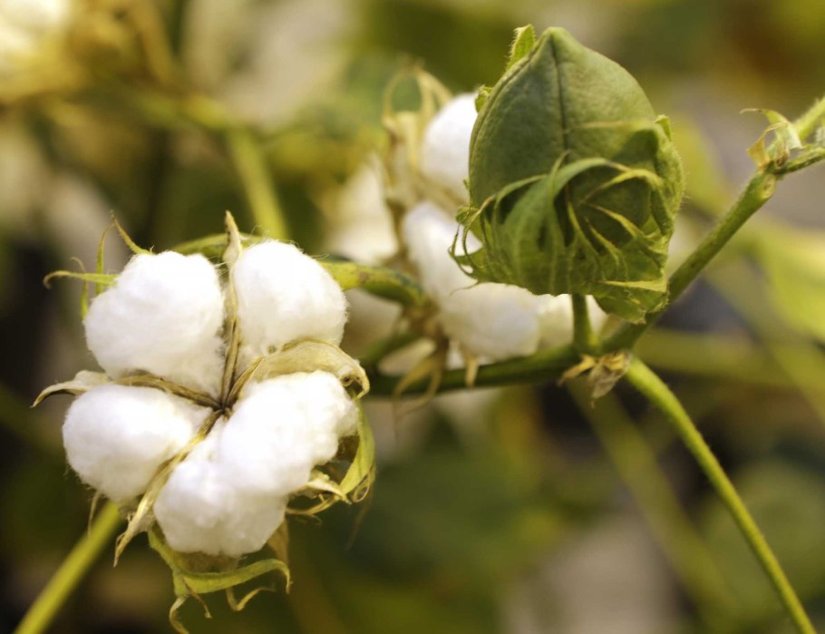 Хлопчатник Индокитайский