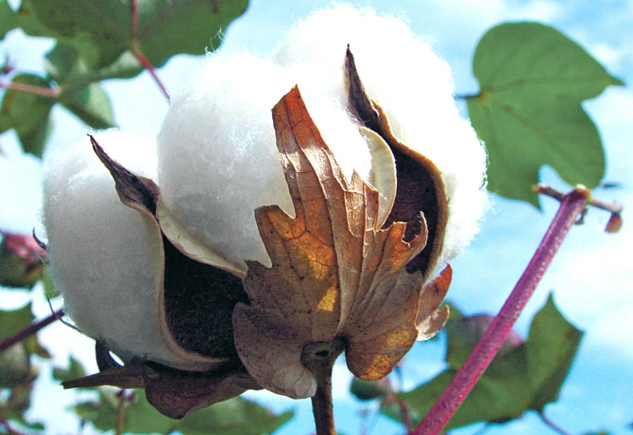 Хлопчатник Индокитайский