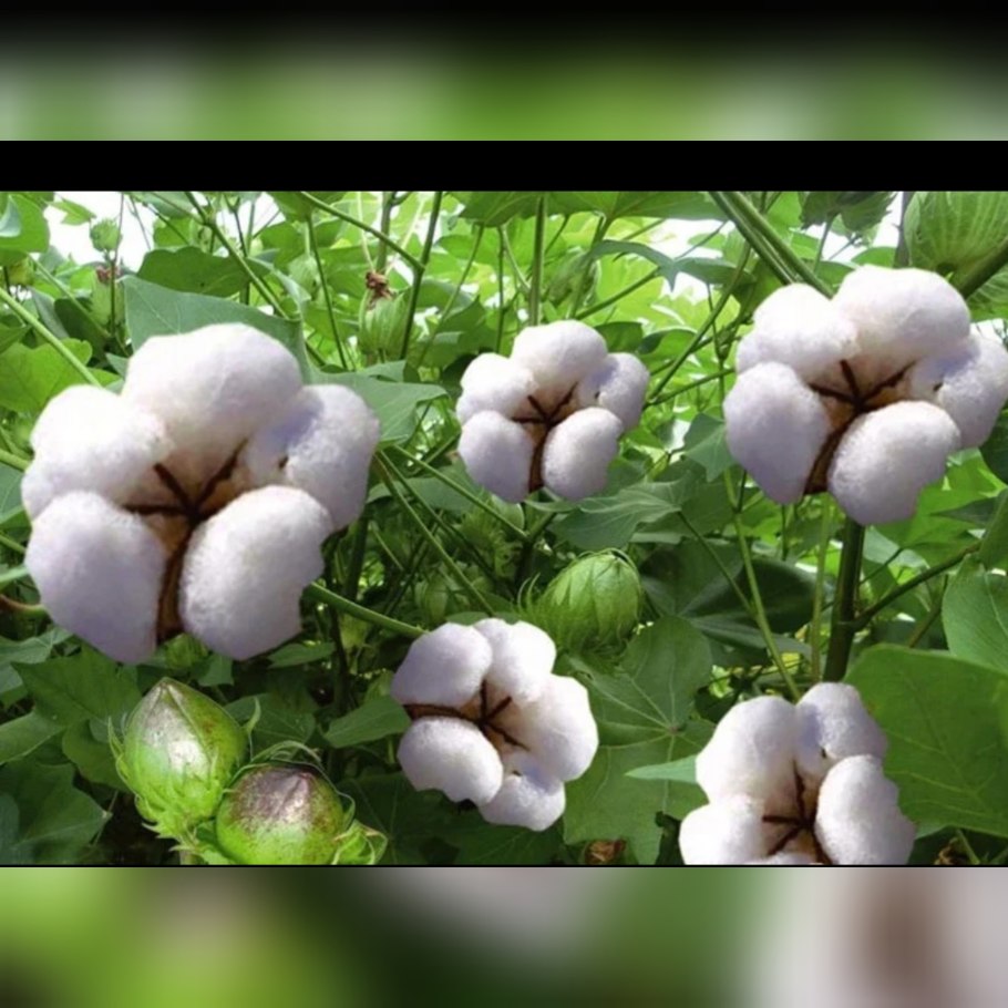 Хлопок растение