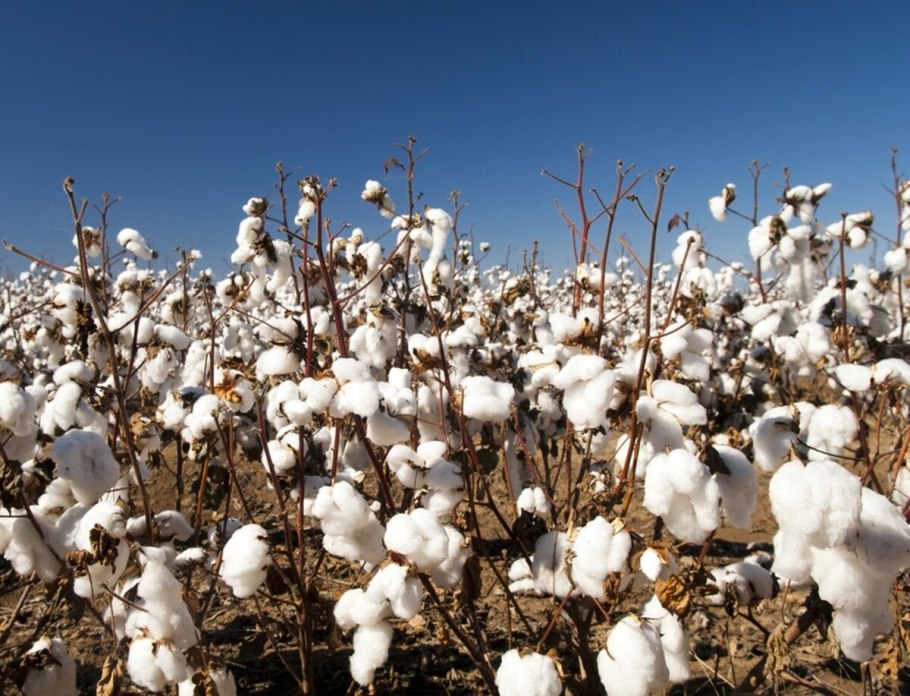 Мак Акация хлопчатник