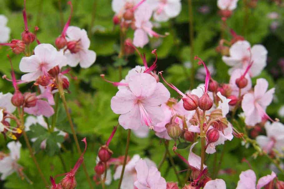 Герань Biokovo