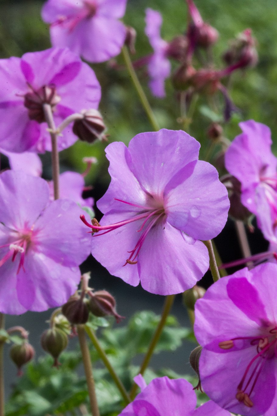 Герань кантабриджийская (Geranium cantabrigense &#96;St. Ola&#96;)