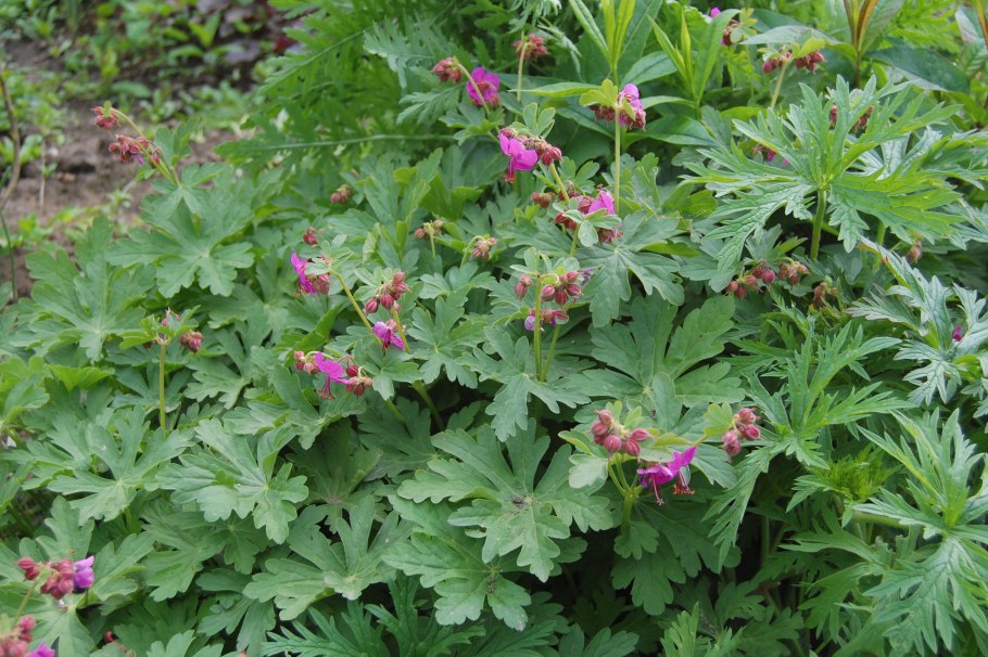 Герань Кембриджская "Karmina"