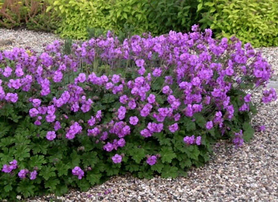 Герань Кембриджская Байково