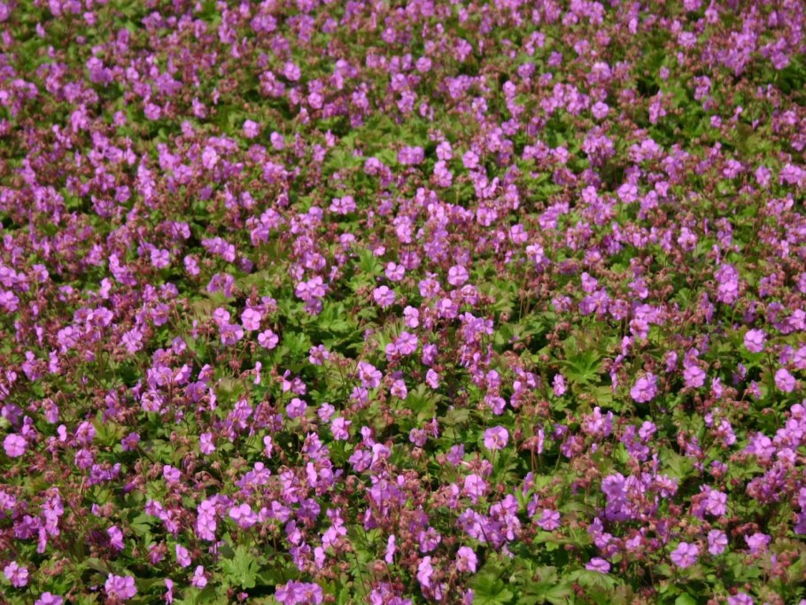 Герань Биоково Biokovo