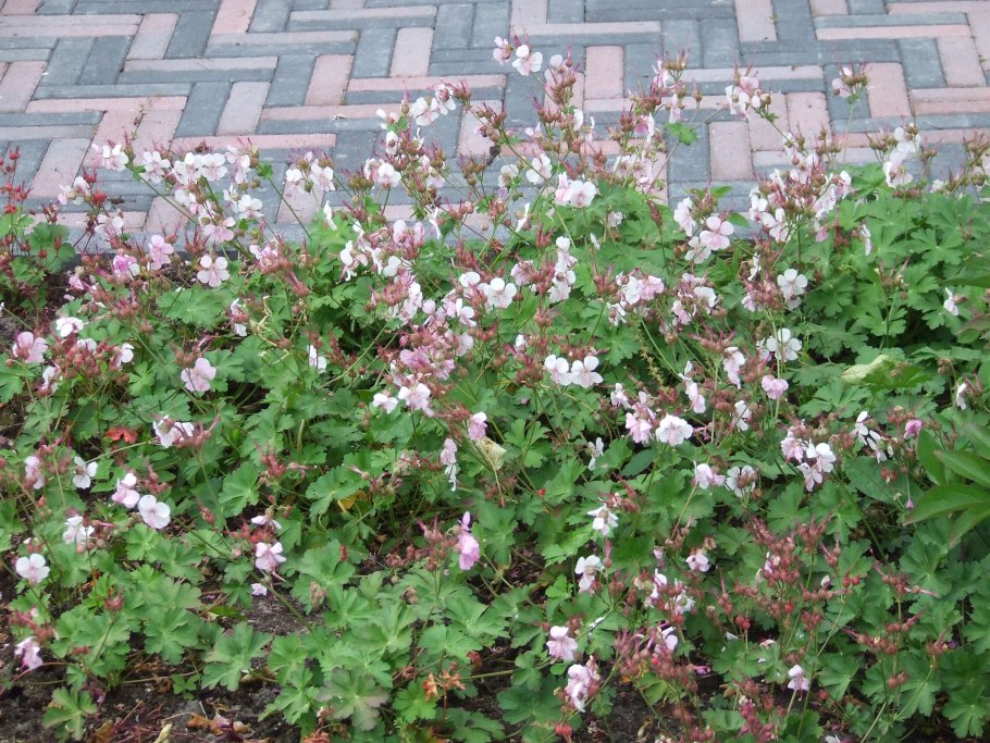 Герань кентабриджийская St Ola