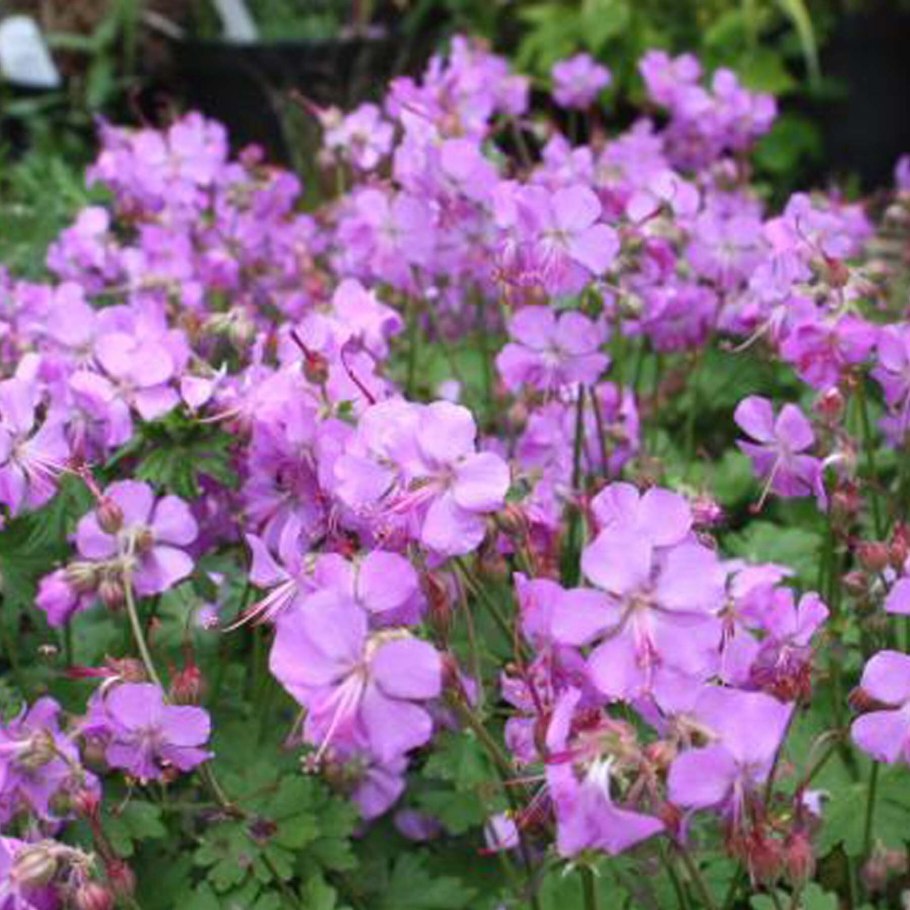 Geranium pyrenaicum