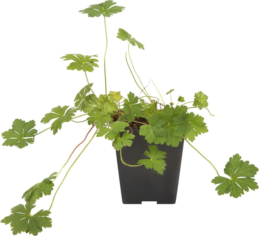 Герань Садовая Кембридж