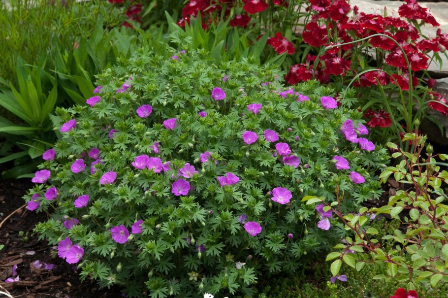 Americana Violet пеларгония