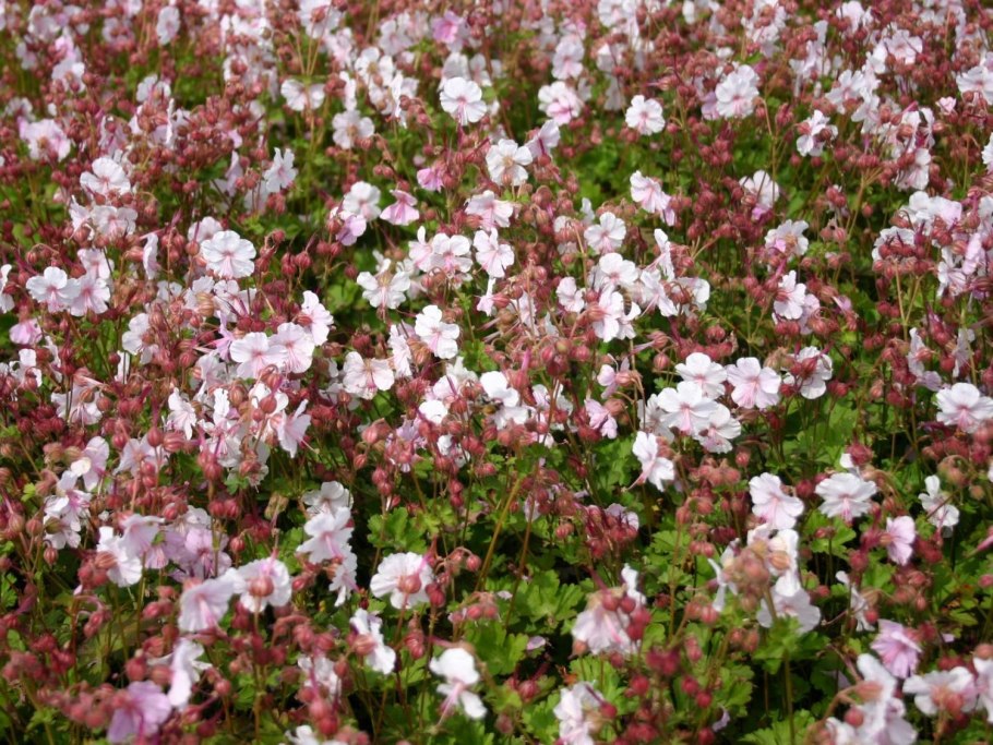 Герань Кембриджская Кембридж