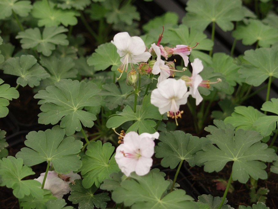 Герань Биоково Кембриджская