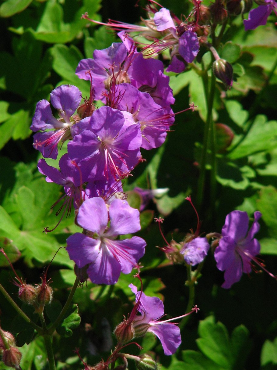 Герань Кембриджская Кембридж