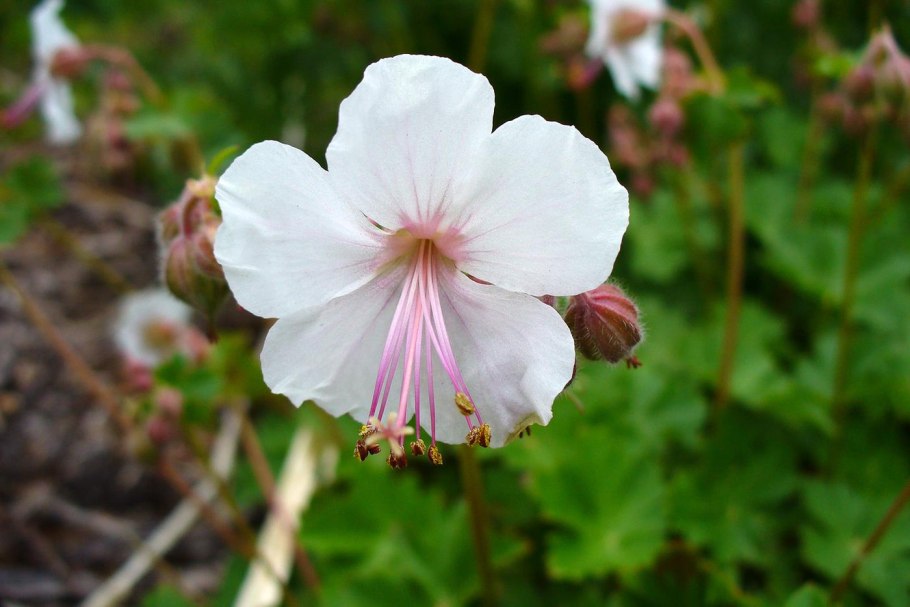 Герань Geranium Biokovo