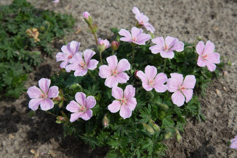 Герань кантабрийская Биоково