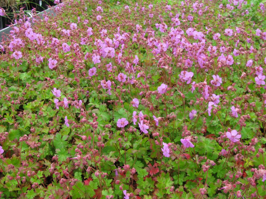 Герань крупнокорневищная (Geranium macrorrhizum &#96;Bevan&#96;s variety&#96;)
