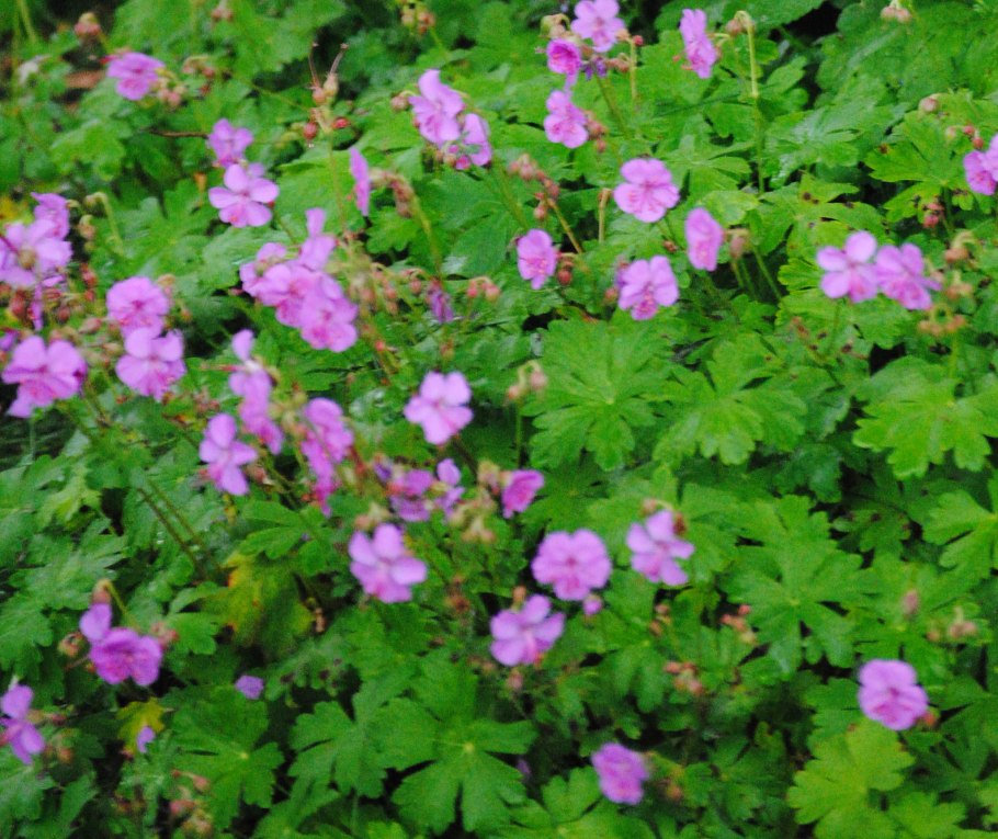 Beaten down Geranium Molle