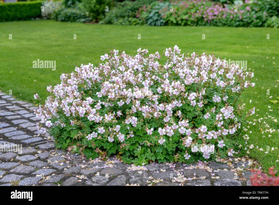 Герань Кембриджская Biokovo